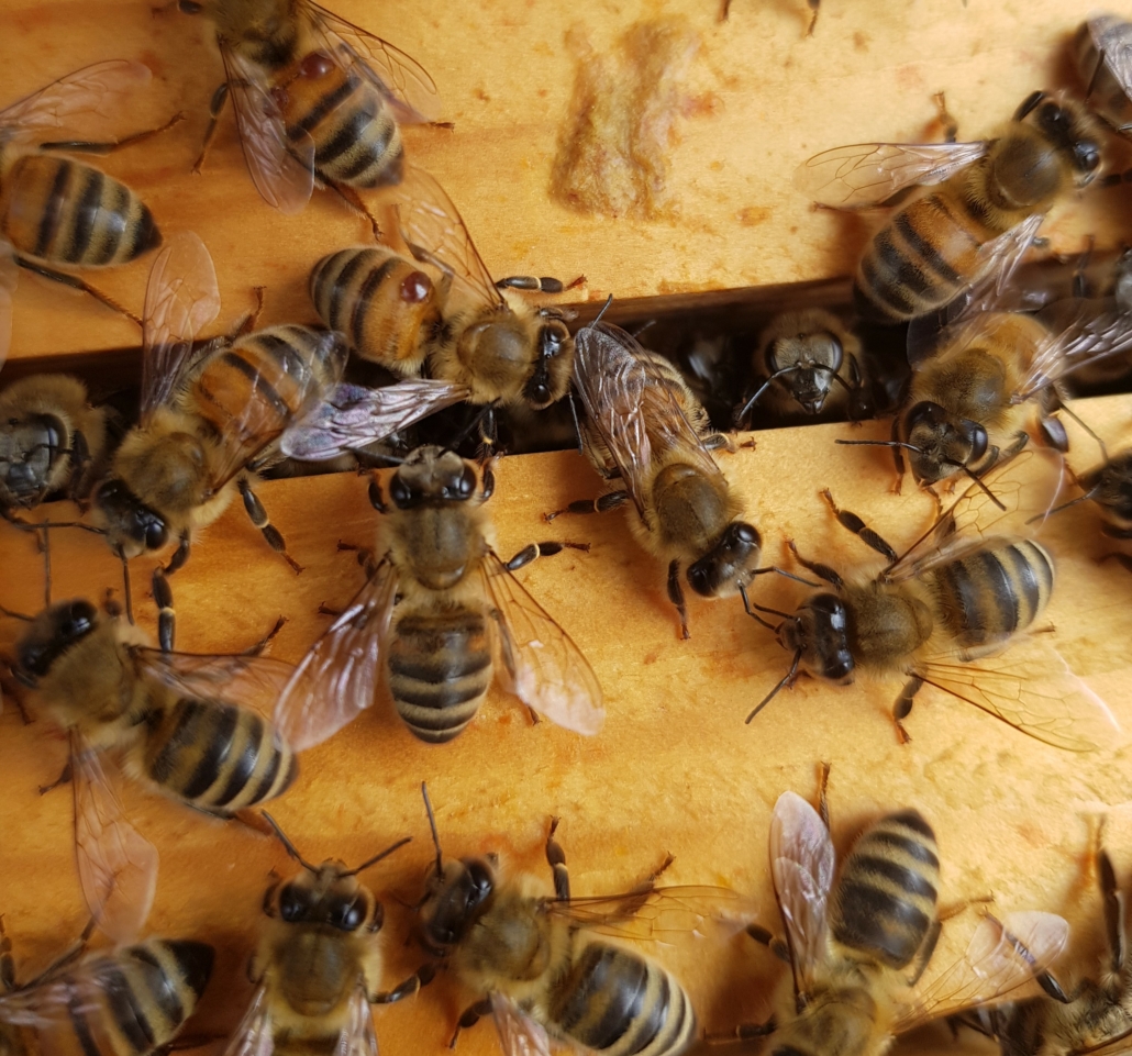 Bienensterben?
