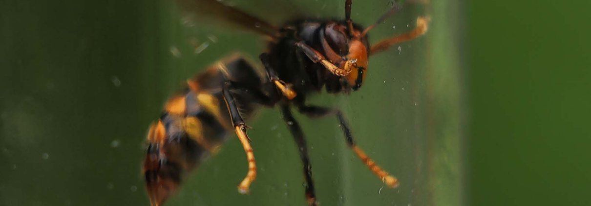 Asiatische Hornisse (Vespa velutina nigrithorax) in Nahaufnahme auf grünem Untergrund.