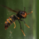 Asiatische Hornisse (Vespa velutina nigrithorax) in Nahaufnahme auf grünem Untergrund.